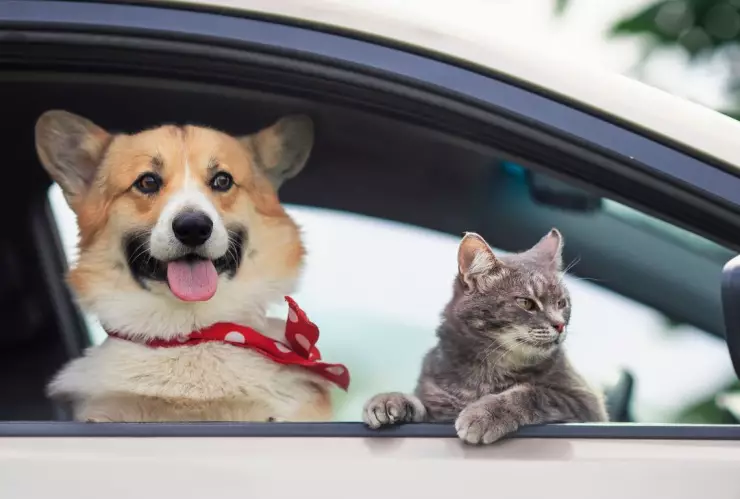 Ya podrás viajar con tus mascotas con Uber Pet