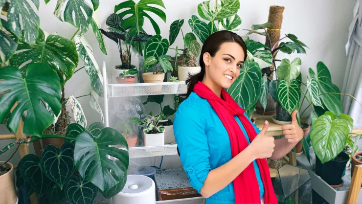 Las plantas indestructibles: son perfectas para cualquier interior