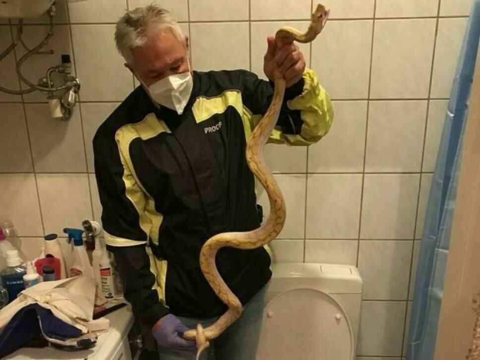 La serpiente fue sacada de la taza de baño.