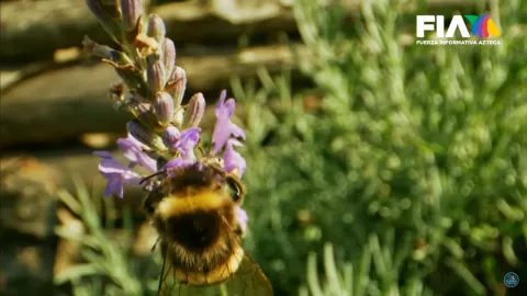 El papel de las abejas en el mundo, ¿qué pasaría si dejaran de existir?