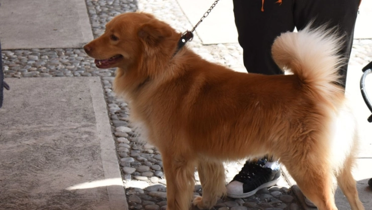 perros vacuna rabia CDMX