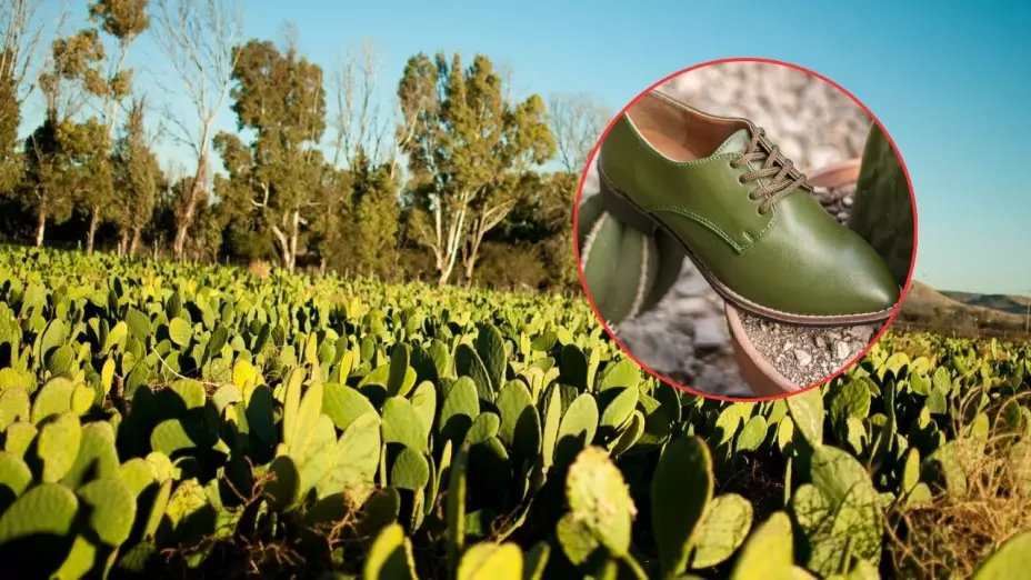 Desserto: La empresa mexicana que inventó la piel hecha con nopal y que firmó con marcas globales