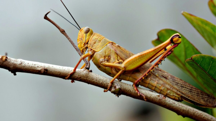 Plaga de chapulines en Ciudad Juárez