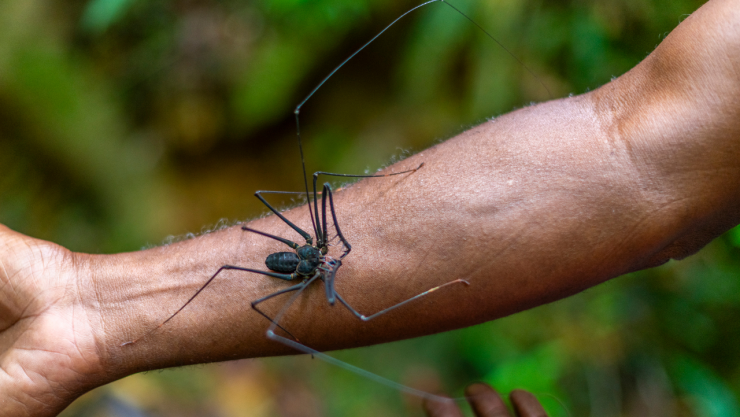 Usa estos dos ingredientes para trapear tu casa y alejar a los vinagrillos