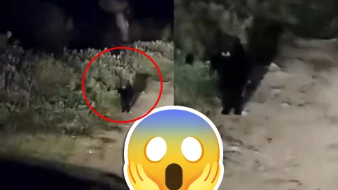 VIDEO PERTURBADOR_ Misterioso animal es captado en cámara en oscuro camino de Puebla.jpg