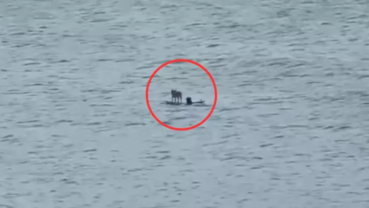 Perro surfeando en Veracruz