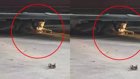 puma en el Nido de las Águilas 