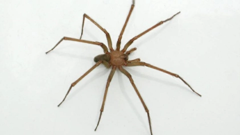 araña violinista