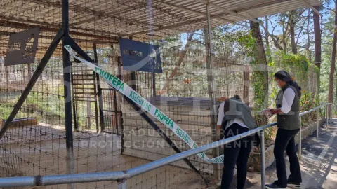 Video viral destapa maltrato animal en Mazamitla: Tigres y jaguares entre las víctimas