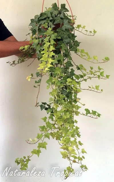 5 plantas de interior que son ideales para poner en el baño como decoración: no requieren de cuidados