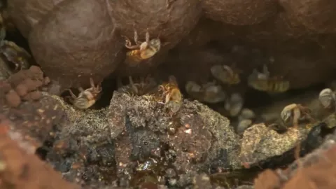 miel melipona de yucatan amlo