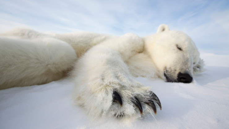 Foto Especial Oso polar calentamiento global