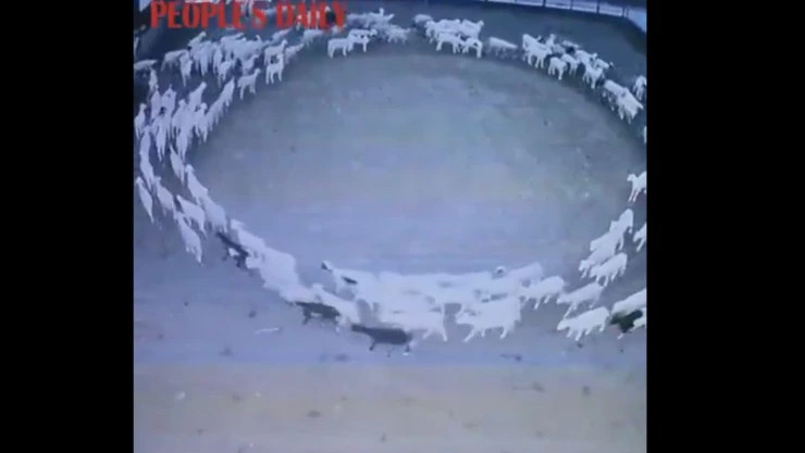 ovejas caminan en círculos