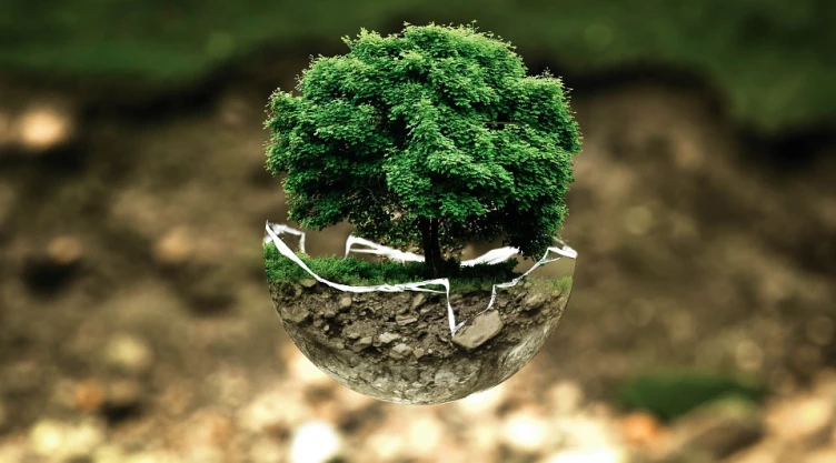Día Mundial del Árbol