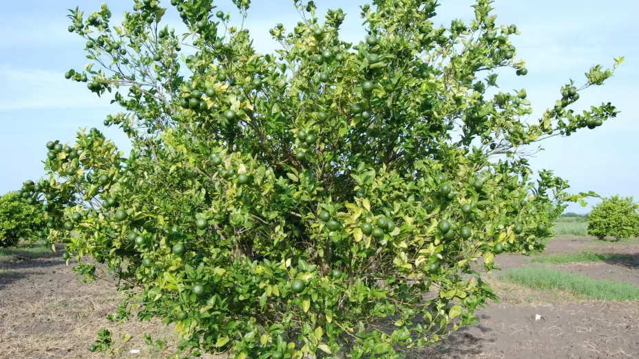 Limon Secretaria Agricultura