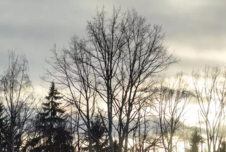 ¡Alerta, prevén heladas de -5°! Así el pronóstico del clima en Guanajuato por municipios hoy viernes 19 de diciembre.jpg