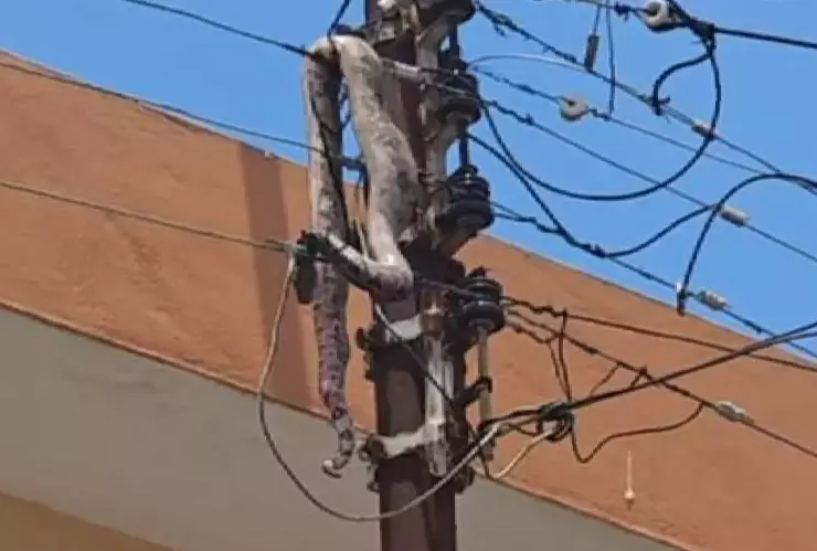 FOTOS: Una ENORME serpiente murió por una fuerte descarga eléctrica en Mérida