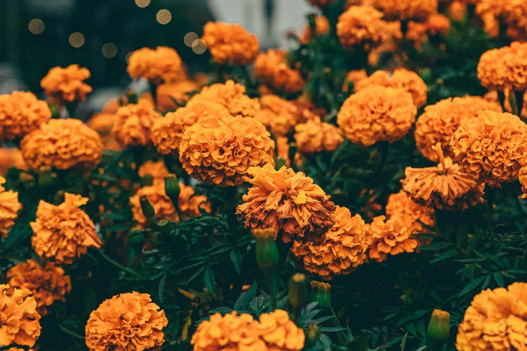 Cómo reutilizar la flor de cempasúchil