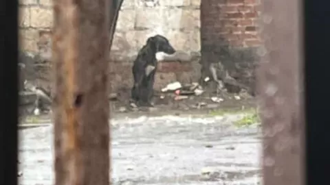 Perrito bajo la lluvia en Veracruz