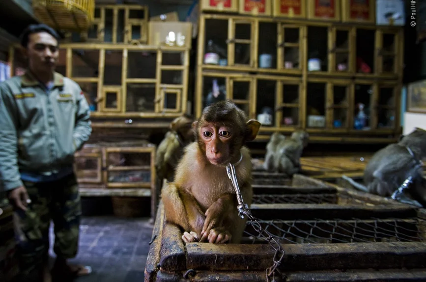 ¿Retrato de dolor? Un macaco cola de cerdo encadenado se convierte en una atracción para un mercado de pájaros de Indonesia.