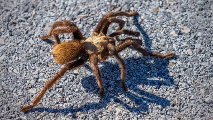 Tarántula