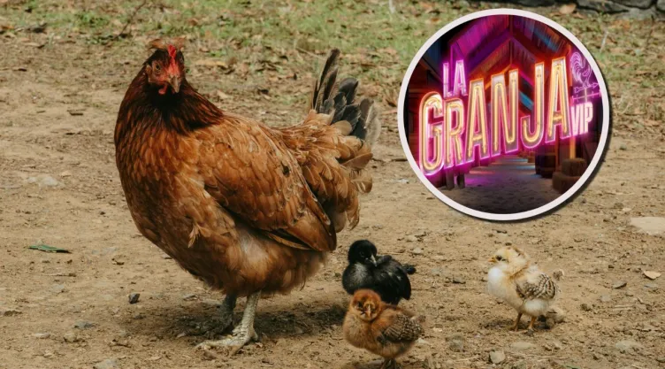 Qué gallina eres en La Granja VIP según tu color favorito.
