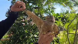 PORTADA agulilla.jpg