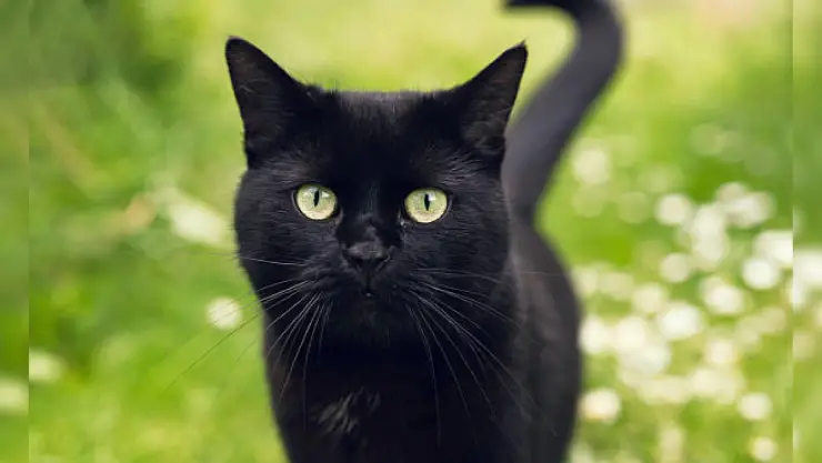 Gato