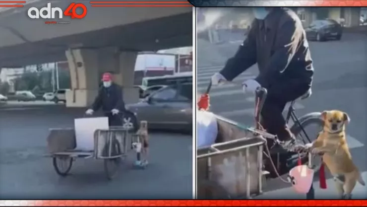 VIDEO: Perrito ayuda a vender tamales a bordo de un scooter