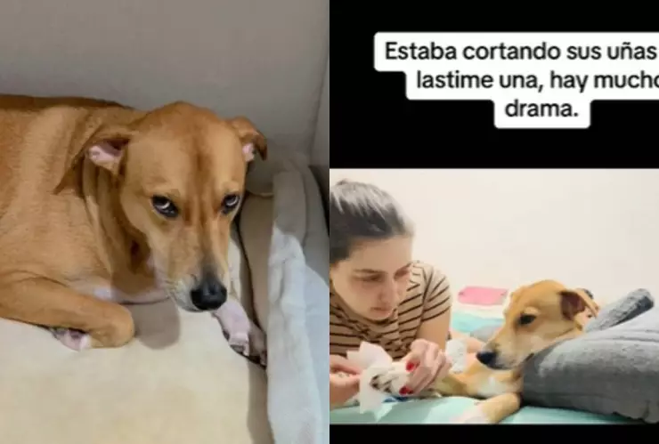 Perrita hace la “ley del hielo” a su dueña y se vuelve viral en redes sociales