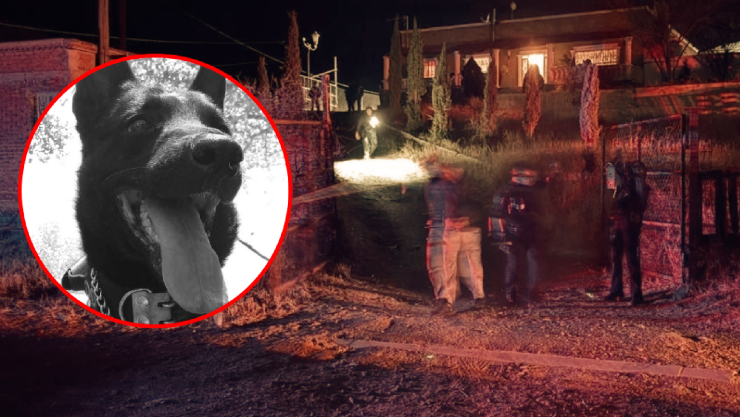 atacó a perro policía