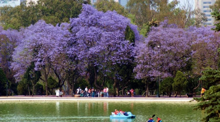 primavera_cdmx.jpg