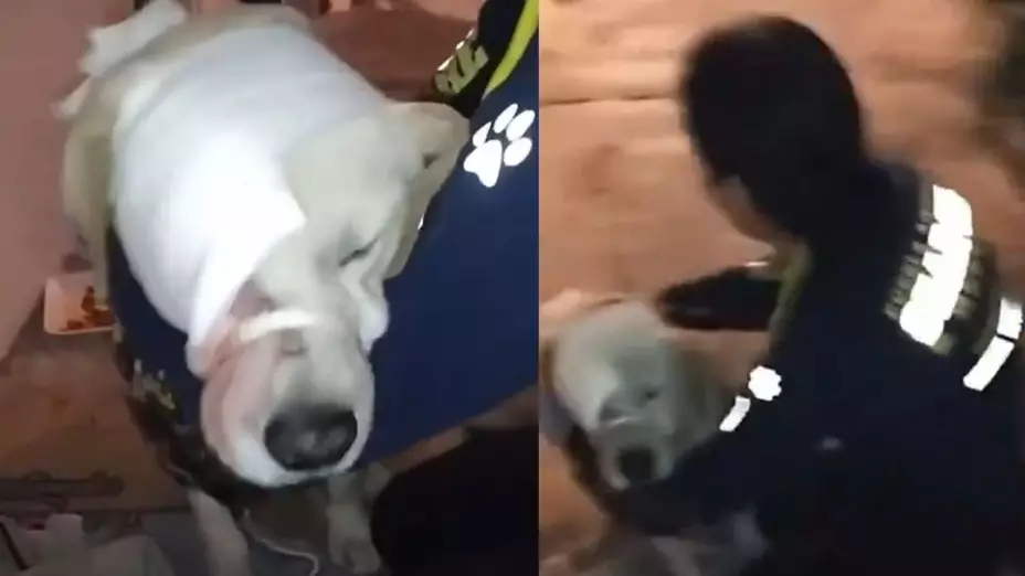 perro-puebla-ataque-pirotecnia-año-nuevo