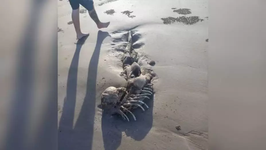¿Sirena extraterrestre_ Científicos están intrigados ante el hallazgo