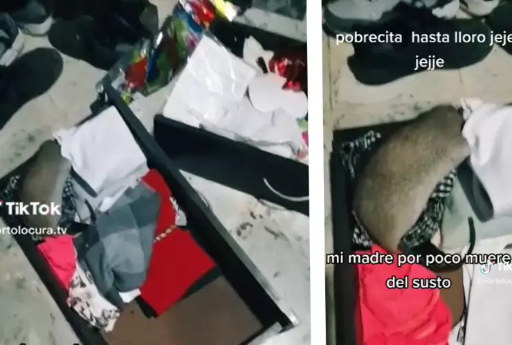 mujer encuentra rata muerta en el cuarto de su hija