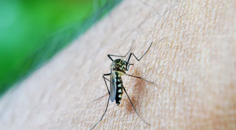 El truco más barato con papel de baño para alejar a los mosquitos