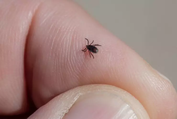 garrapatas mueren nuevo leon niños