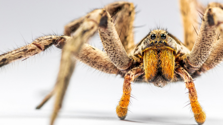 tarántula