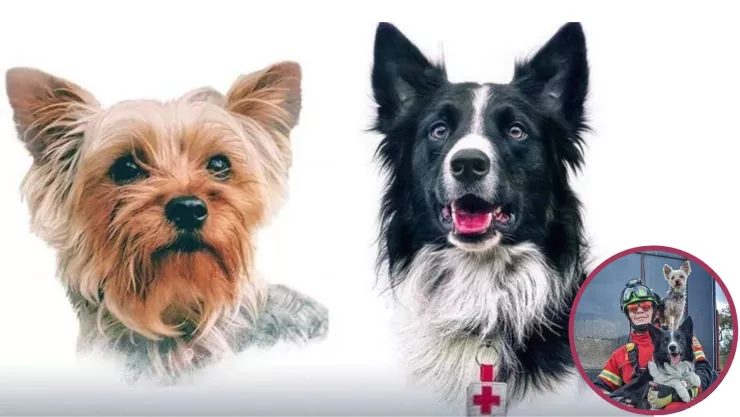 sentencian a Benjamín N culpable de la muerte de los perritos rescatistas Athos y Tango en 2021.jpg