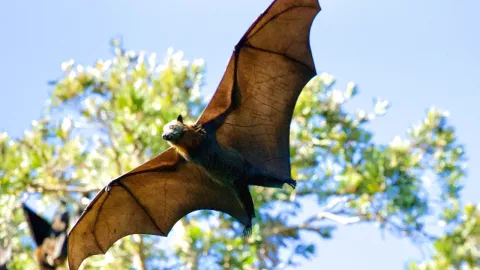 Los contagios provienen de consumir alimentos contaminados con orina del murciélago