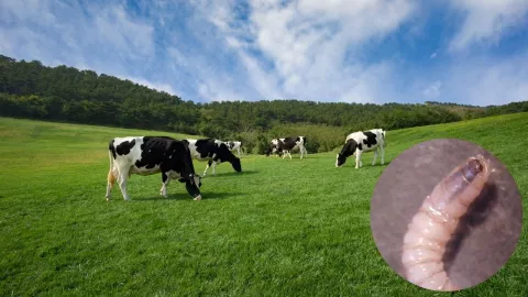 gusano_barrenador_2024_México