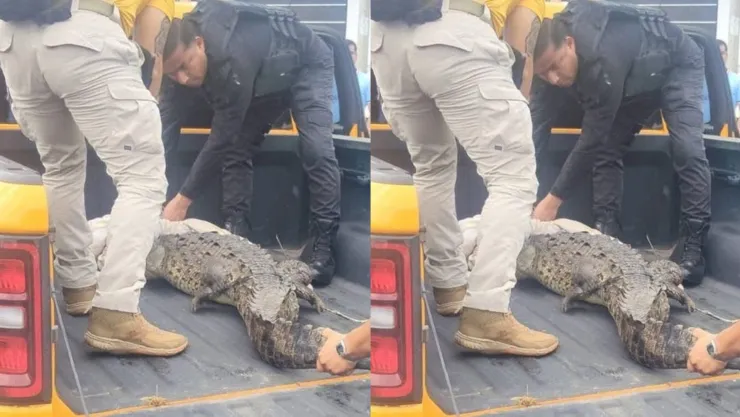 Capturan cocodrilo de 2 metros tras fuertes lluvias en Mazatlán..jpg