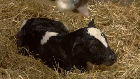 La vaca Jacinta da a luz