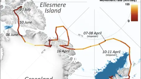 Zorra recorre más de 3 mil kilómetros de Noruega a Canadá