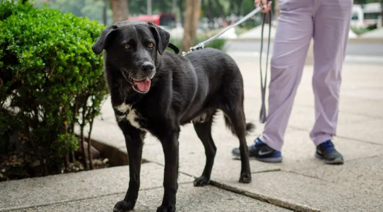 ¿Qué hacer si sospechas que envenenaron a tu perro en CDMX? Primeros auxilios y síntomas de alerta
