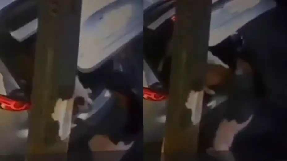 mujer abandona perros en la GAM