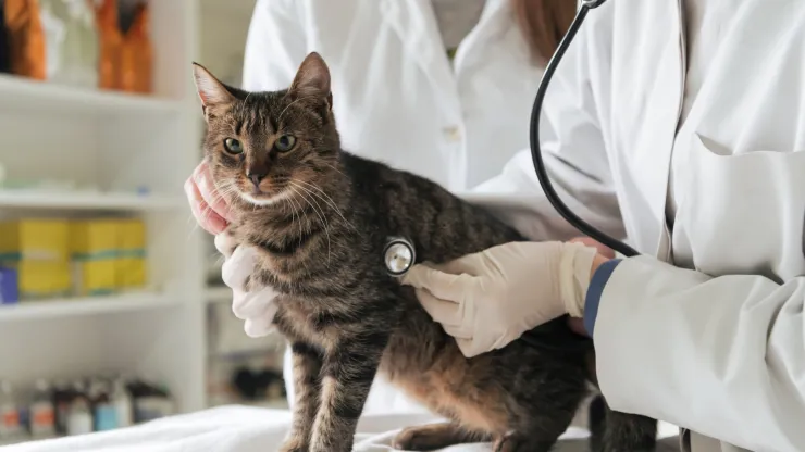 Gato en veterinario