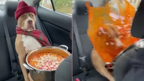 Doloroso VIDEO | Olla de pozole hirviendo cae sobre un perrito cuando estaba en un vehículo en movimiento