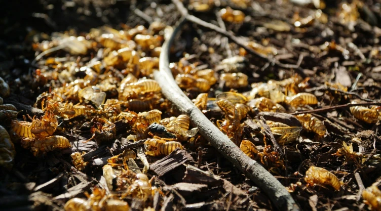 Estados Unidos se prepara para una enorme invasión de cigarras.