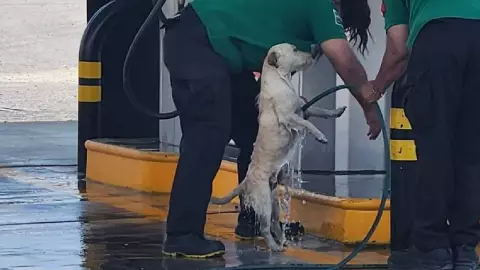 VIRAL_ Trabajadoras de una gasolinera bañan a perrito callejero, FOTO.jpg